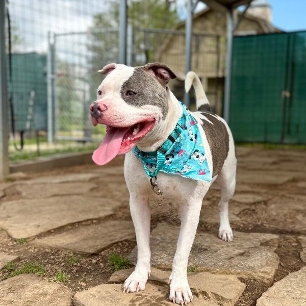 Izzy Incredible, a American Bully dog