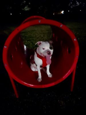 Izzy Incredible thumbnail 7