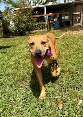 Sasha Sugar Walking Ray of Sunshine thumbnail 15