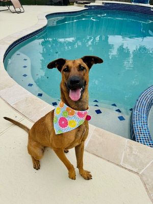 Brooklynn Cherry Your Sunshine Sidekick thumbnail 6