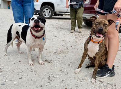 Rainee Bee The Brindle Beauty Sweetheart thumbnail 10