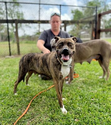 Rainee Bee The Brindle Beauty Sweetheart thumbnail 6