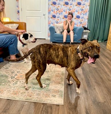 Rainee Bee The Brindle Beauty Sweetheart thumbnail 11