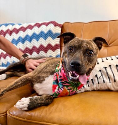 Rainee Bee The Brindle Beauty Sweetheart thumbnail 4