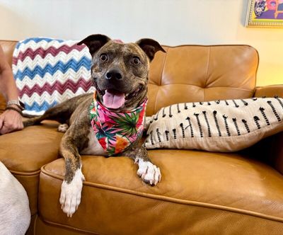 Rainee Bee The Brindle Beauty Sweetheart thumbnail 13