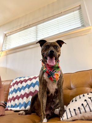 Rainee Bee The Brindle Beauty Sweetheart thumbnail 8