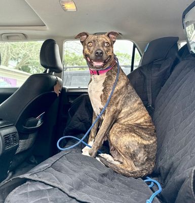 Rainee Bee The Brindle Beauty Sweetheart thumbnail 3
