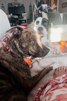 Rainee Bee The Brindle Beauty Sweetheart thumbnail 15