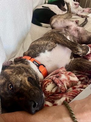 Rainee Bee The Brindle Beauty Sweetheart thumbnail 7