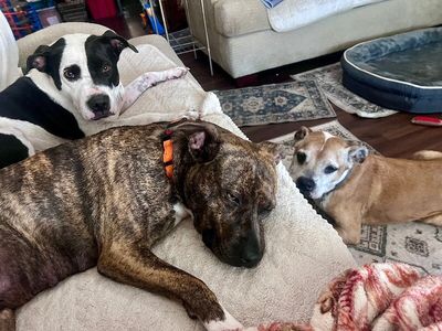 Rainee Bee The Brindle Beauty Sweetheart thumbnail 2