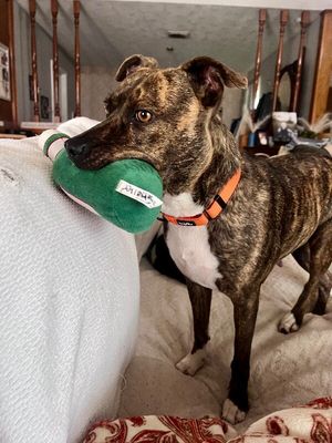 Rainee Bee The Brindle Beauty Sweetheart thumbnail 5