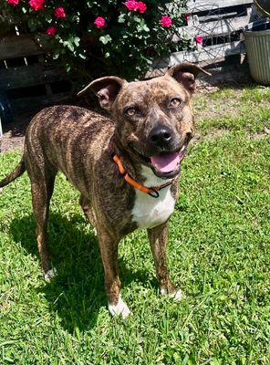 Rainee Bee The Brindle Beauty Sweetheart thumbnail 1