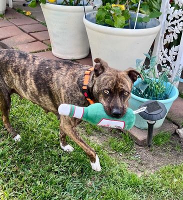 Rainee Bee The Brindle Beauty Sweetheart thumbnail 14