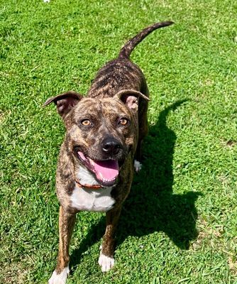 Rainee Bee The Brindle Beauty Sweetheart thumbnail 12