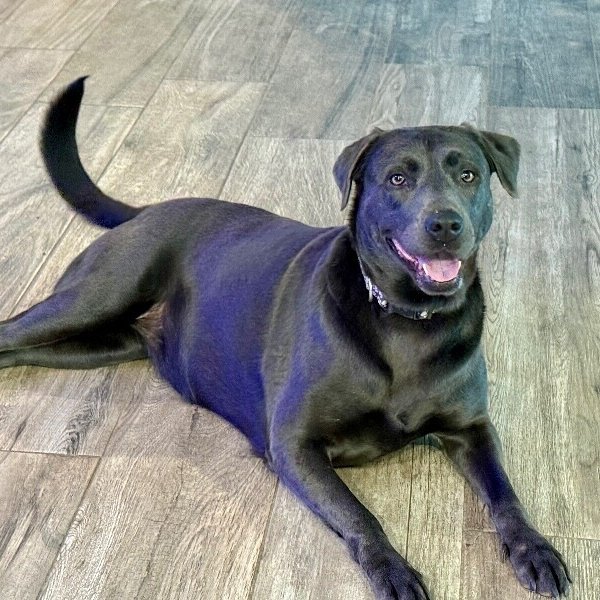 Lola The Ball Playing Princess, a Labrador Retriever dog