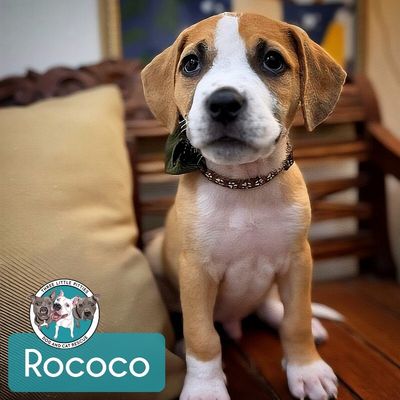 Rococo Tulip thumbnail 1