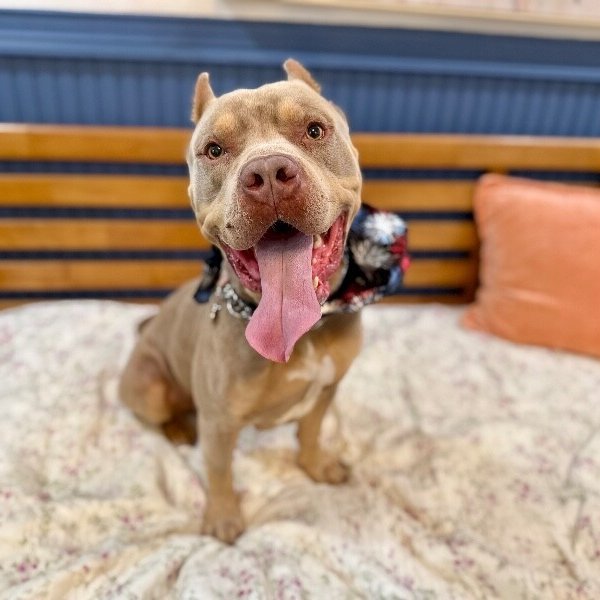 King of the Toy Box, a American Bully dog