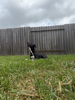 Ziggy Blue thumbnail 4