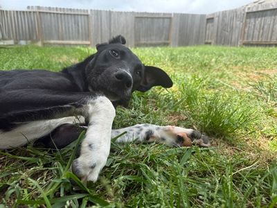 Ziggy Blue thumbnail 8