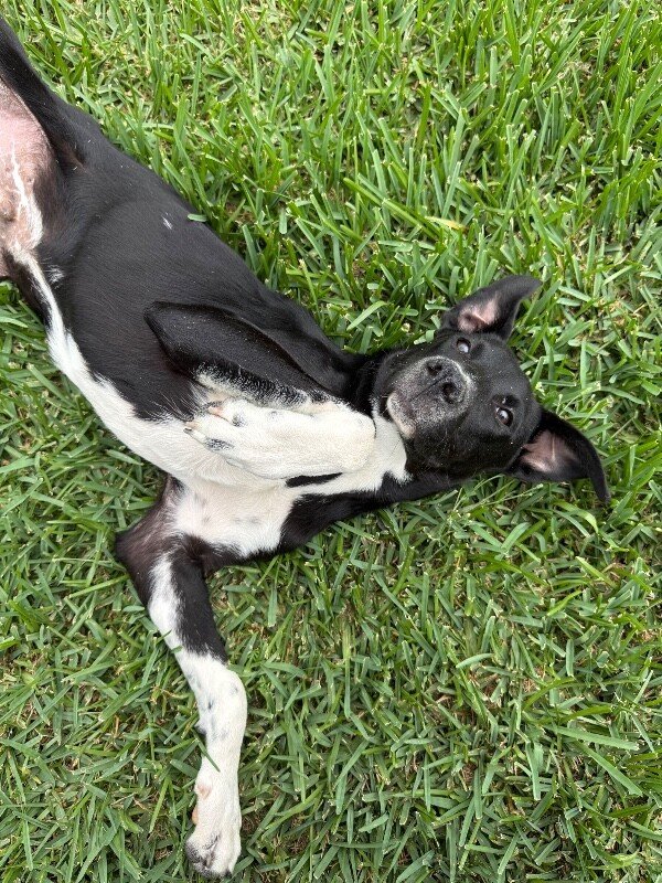 Ziggy Blue - Photo 1