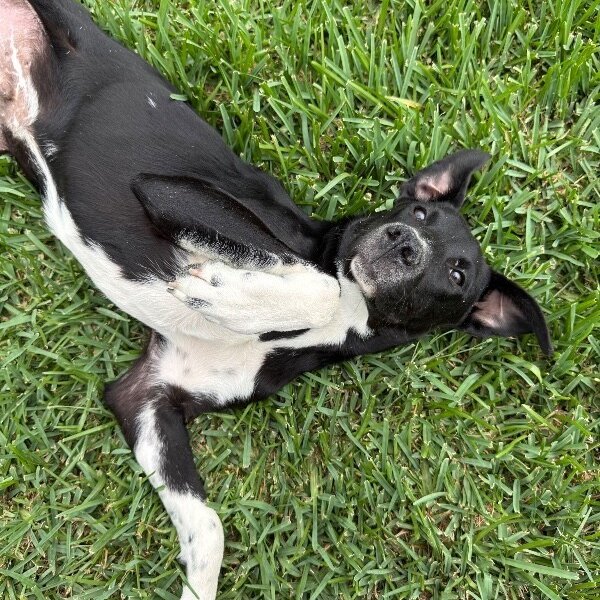 Ziggy Blue, a Labrador Retriever dog