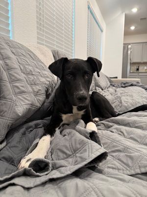 Ziggy Blue thumbnail 6
