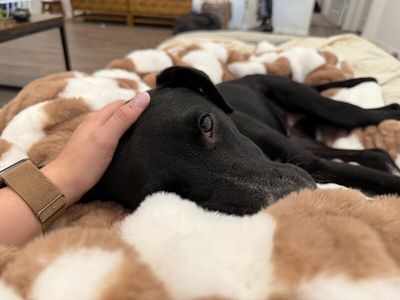 Ziggy Blue thumbnail 2