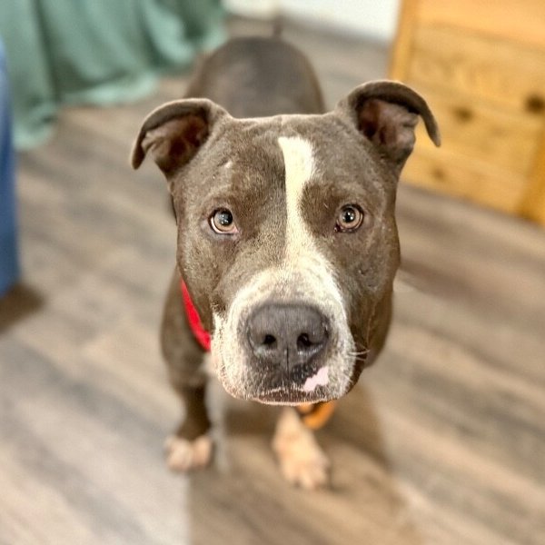 Gordo Roll Over Romeo, a American Pit Bull Terrier dog