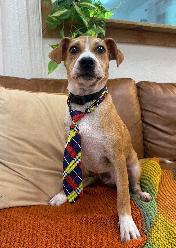 Buster Sweets The Gentle Soul - Photo 1