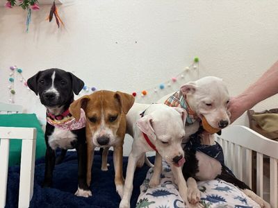 Buster Sweets The Gentle Soul thumbnail 6