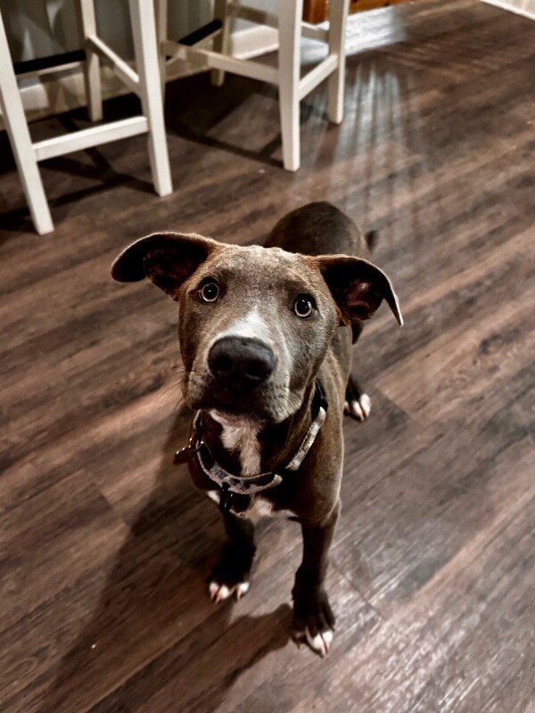 Miles Lakers Goodest Boy - Photo 1