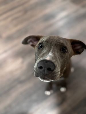 Miles Lakers Goodest Boy thumbnail 7