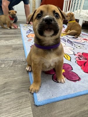Brie April Cutest Chunk thumbnail 5