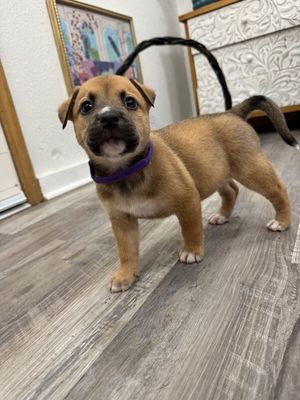 Brie April Cutest Chunk thumbnail 3