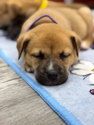Brie April Cutest Chunk thumbnail 4
