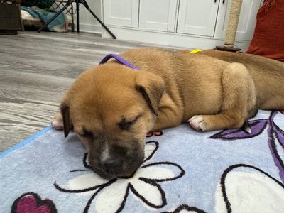 Brie April Cutest Chunk thumbnail 9