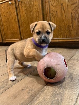Brie April Cutest Chunk thumbnail 1