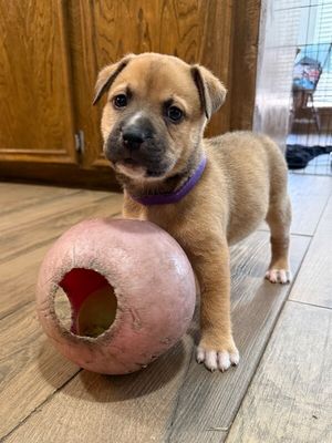 Brie April Cutest Chunk thumbnail 10