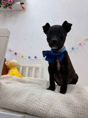 Jasper Roo Happy Petite Camper thumbnail 9