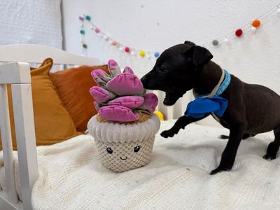 Jasper Roo Happy Petite Camper thumbnail 5