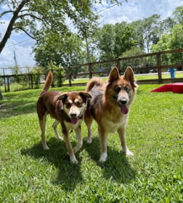 Shasha Honey the Gorgeous Good Girl thumbnail 2