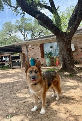 Shasha Honey the Gorgeous Good Girl thumbnail 8