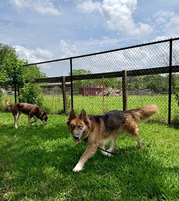 Shasha Honey the Gorgeous Good Girl thumbnail 6