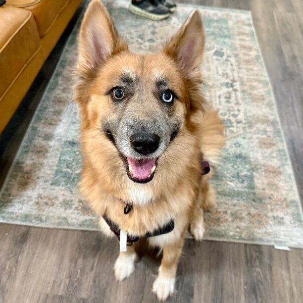 Shasha Honey the Gorgeous Good Girl, a German Shepherd Dog dog