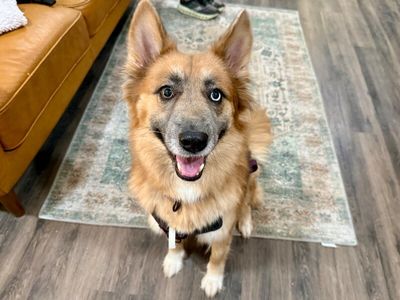 Shasha Honey the Gorgeous Good Girl thumbnail 1