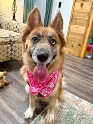 Shasha Honey the Gorgeous Good Girl thumbnail 3