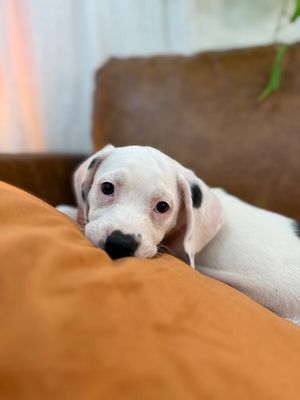 Stella Strudel Sweeter Than Pie thumbnail 10