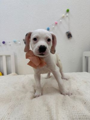 Stella Strudel Sweeter Than Pie thumbnail 11
