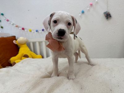 Stella Strudel Sweeter Than Pie thumbnail 5