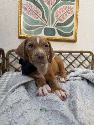 Birdie Bright  Eyes thumbnail 9